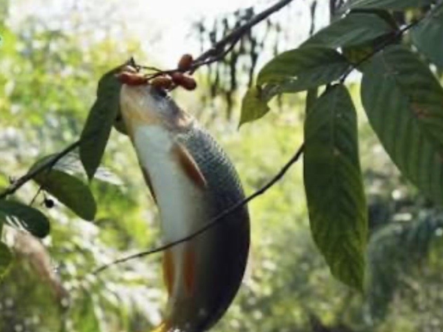 馬來西亞雙巨星！魚皇（忘不了）果王（黑刺）的頂級味蕾盛宴